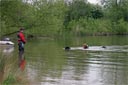 picture of black newfoundland dog approacing owner with rescued person